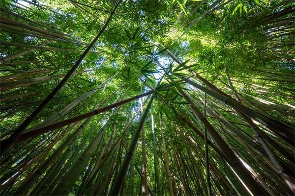 國壽鑫耀相伴兩全保險慶典版怎么樣？保障什么？
