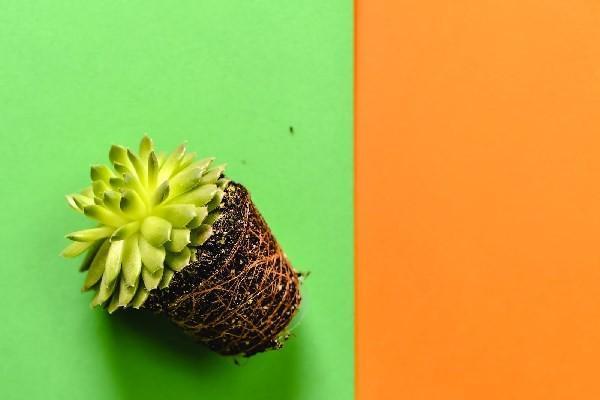 人壽保險(xiǎn)買完多久生效？投保技巧？