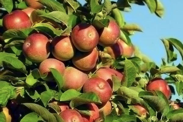 太平金無憂終身壽險(分紅型)要繳納多久時間？保障什么？