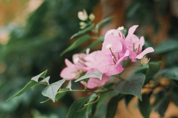 大病醫(yī)療互助保險(xiǎn)保費(fèi)一年是多少