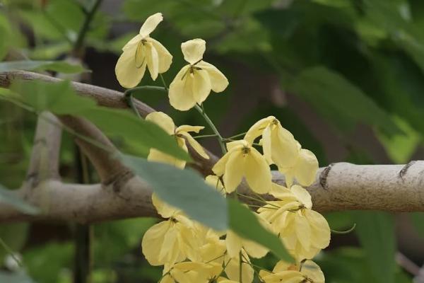 梧桐樹保險(xiǎn)能退保嗎？退保能拿回多少保費(fèi)？