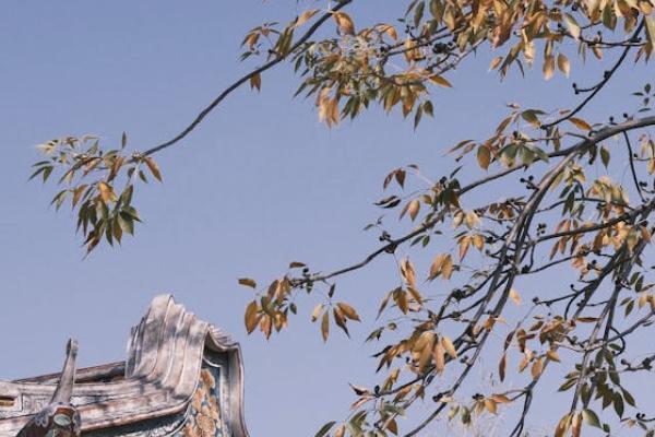 養(yǎng)老保險(xiǎn)繳費(fèi)年限怎么查？最低交多少年？