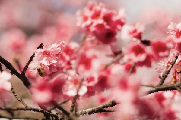 友邦和太平人壽哪個(gè)好？?jī)敻赌芰θ绾危?/>
                                            </div>
                                        </a>
                                        <div   id=