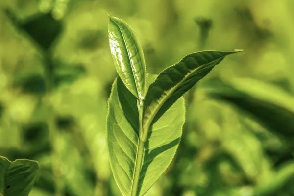 國壽鑫福一生兩全保險分紅型十年保什么？怎么購買？