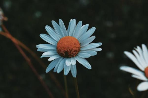 復(fù)星聯(lián)合媽咪保貝少兒重大疾病保險(xiǎn)（星禮版）怎么樣？一年多少錢？