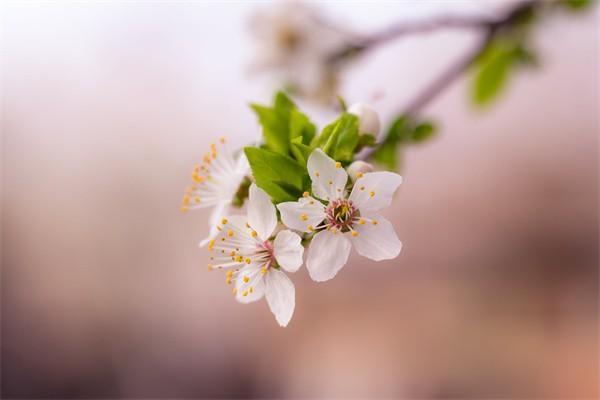 農(nóng)民養(yǎng)老金新政策下每月能領(lǐng)多少錢？詳細(xì)解讀與計(jì)算