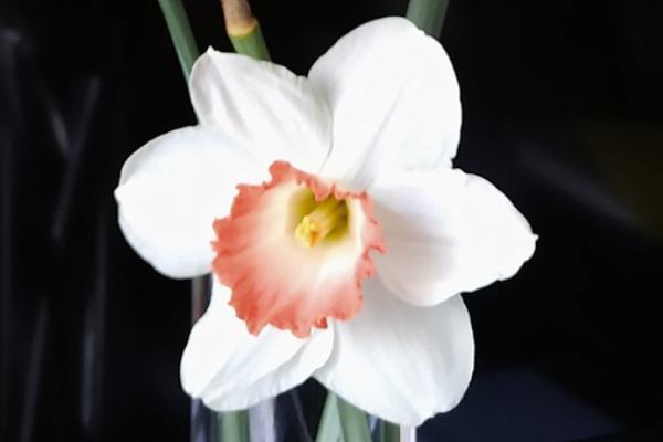 香港友邦保險和內地友邦保險的區(qū)別有哪些？購買時要注意哪些問題？
