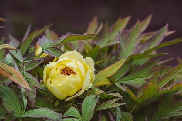 人壽美滿一生交滿可以退保嗎？退保應(yīng)注意的事項(xiàng)？