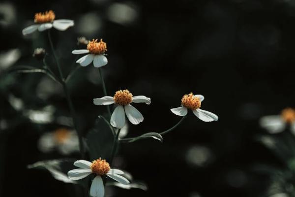 歲月有約養(yǎng)老年金險(xiǎn)值不值得買？適合哪些人買？