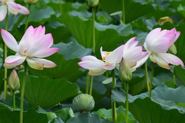 香港澳門保險可以遠(yuǎn)程在內(nèi)地簽約嗎？購買流程是怎樣的？