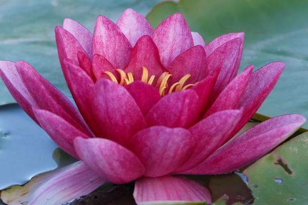 香港醫(yī)療保險只買一年可以嗎？有什么優(yōu)點？
