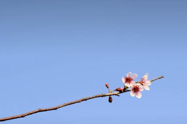 香港保險(xiǎn)不能在內(nèi)地賣(mài)是真的嗎？購(gòu)買(mǎi)香港保險(xiǎn)有什么好處？