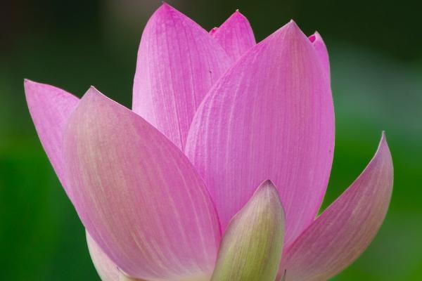國壽祥瑞終身壽險返還本金嗎？健康告知嚴格嗎？