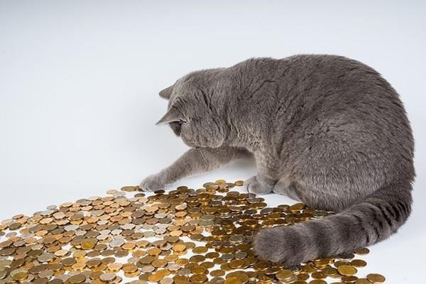 招商銀行無限制信用卡怎么申請？申請失敗后多久可以再申請？