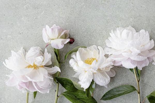 江蘇農(nóng)村養(yǎng)老保險(xiǎn)交哪個(gè)檔次最劃算？有哪些檔次？