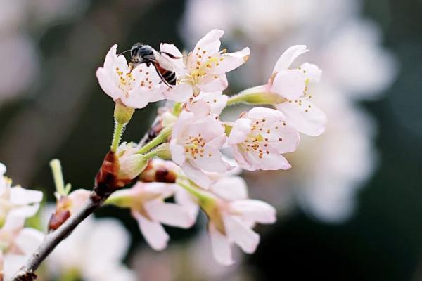 小蜜蜂5號綜合意外險有什么優(yōu)點(diǎn)？怎么買？
