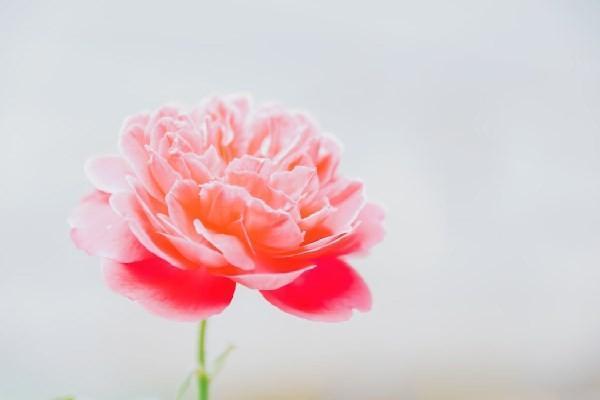 社保中斷是不是白交了？具體分析！