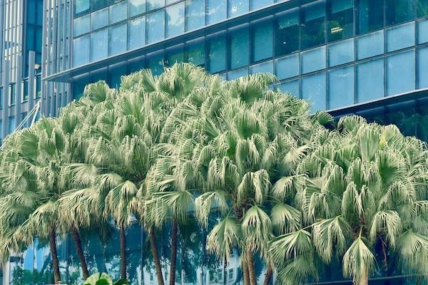 寬限期退保退現(xiàn)金價值嗎？會扣下一年度保費嗎？