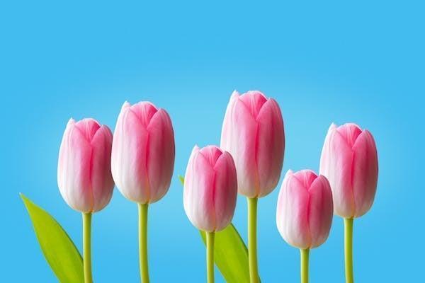 金管家怎么退保險(xiǎn)？平安金管家退保金到賬時(shí)間？