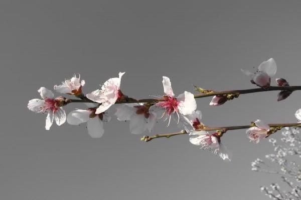 人壽現(xiàn)金價(jià)值表計(jì)算退保費(fèi)怎么算？人壽退保所需材料清單？