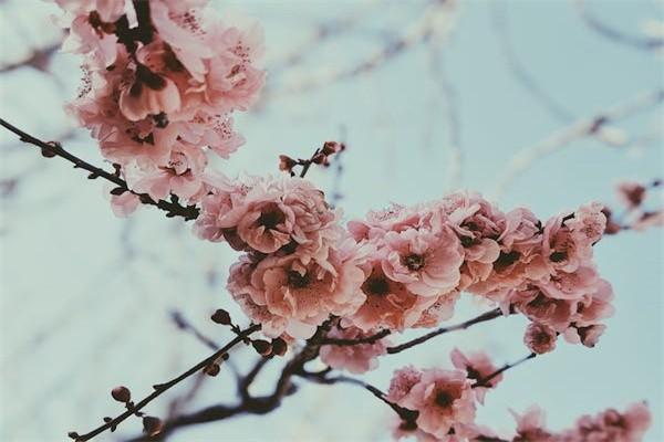 傳統(tǒng)年金保險(xiǎn)的基本特點(diǎn)不包括什么？包括哪些？