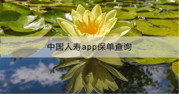 中國人壽app保單查詢流程是什么？查詢不到為什么？
