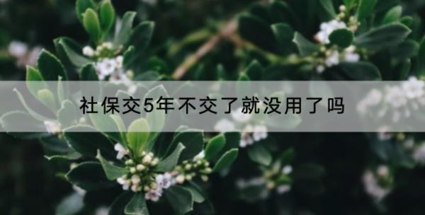 社保交5年不交了就沒用了嗎？交的越久越好嗎？