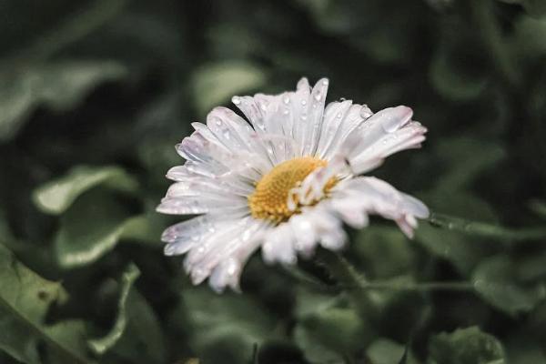 康樂一生在哪里購買？投保要注意什么？