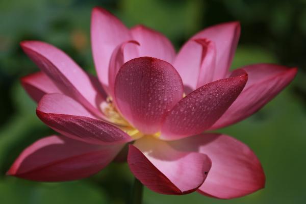 太平洋健康醫(yī)享無憂百萬醫(yī)療保險投保規(guī)則有哪些？承保公司怎么樣？