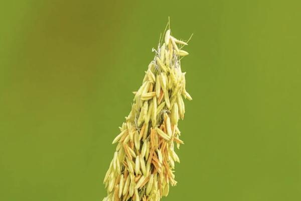 達(dá)爾文8號(hào)重大疾病保險(xiǎn)保障什么？提供有哪些增值服務(wù)？