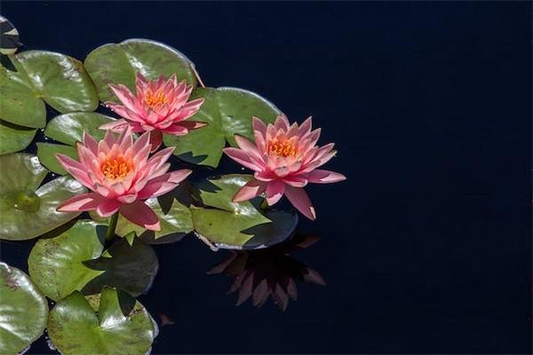 農(nóng)民65歲養(yǎng)老保險(xiǎn)：每月能領(lǐng)多少？揭秘養(yǎng)老金計(jì)算攻略