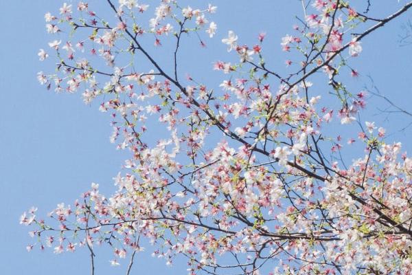 安盛天平保險公司怎么樣？產(chǎn)品怎么投保啊？