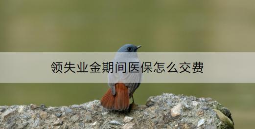 申領(lǐng)失業(yè)保險金有時間限制嗎？領(lǐng)失業(yè)金期間醫(yī)保怎么交費？