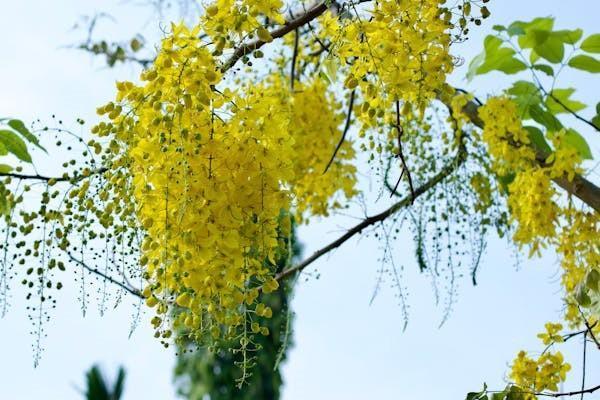 達(dá)爾文11號(hào)退保有什么影響？退保的具體金額是多少？